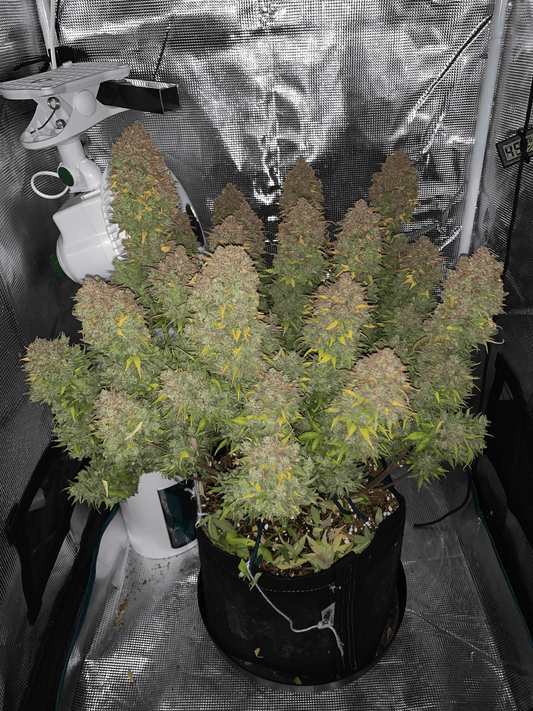 Auto Strawberry Banana S4 (Feminisiert) Bubbatz Seeeds
