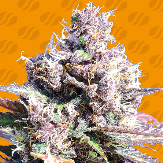 Gelato Feminisiert Original Sensible Seeds