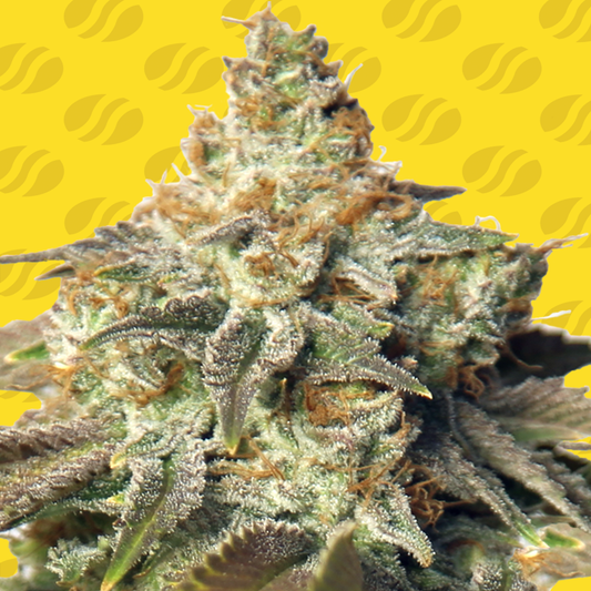 Auto Gorilla Glue #4  (Feminisiert) Original Sensible Seeds