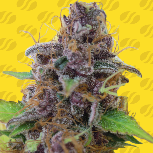Auto Gelato (Feminisiert) Original Sensible Seeds