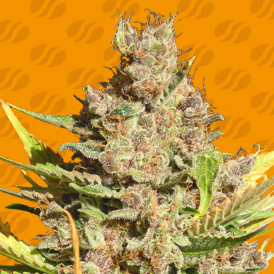 Alien Cookies Feminisiert Original Sensible Seeds