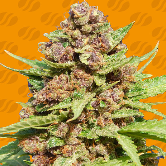 Purple Punch Cookies Feminisiert Original Sensible Seeds
