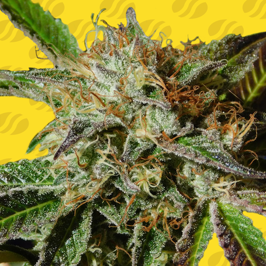 Auto Ghost Cookies (Feminisiert) Original Sensible Seeds