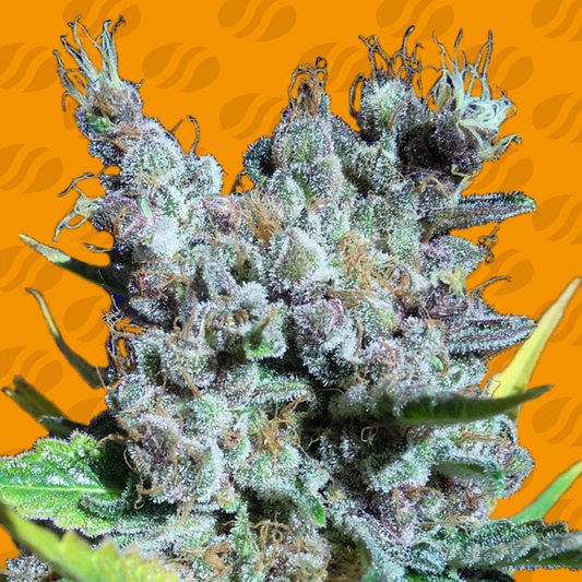 Runtz Gum Feminisiert Original Sensible Seeds