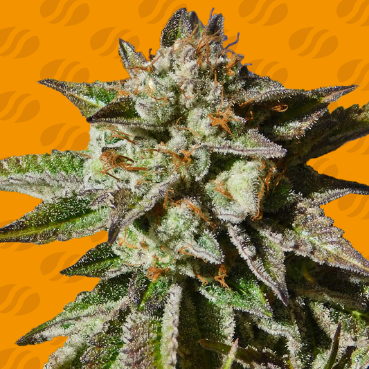 Bruce Cookies Feminisiert Original Sensible Seeds