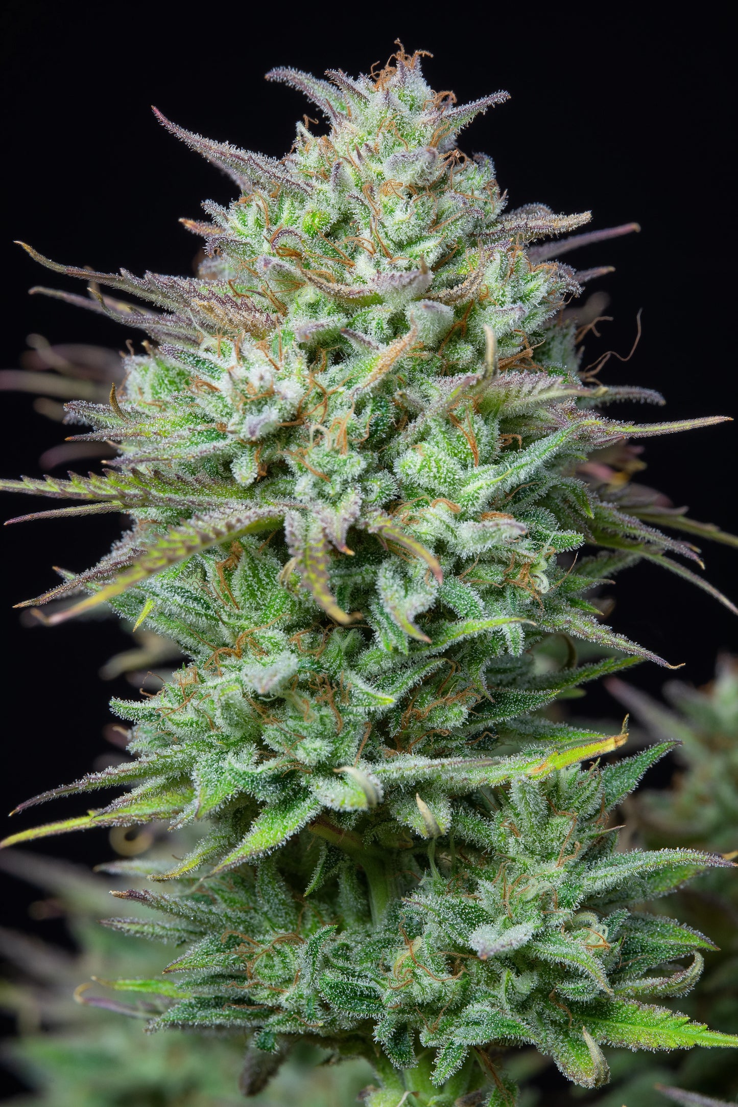 Auto Kosher Cake (Feminisiert) Fast Buds