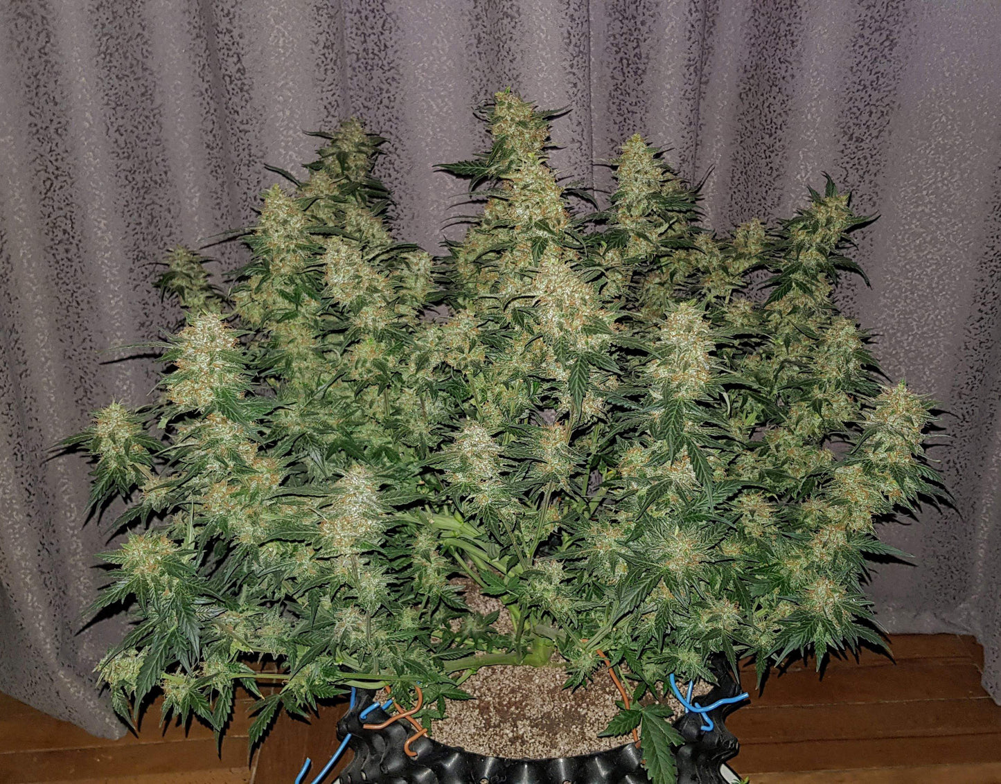 Auto Lemon AK (Feminisiert) Fast Buds