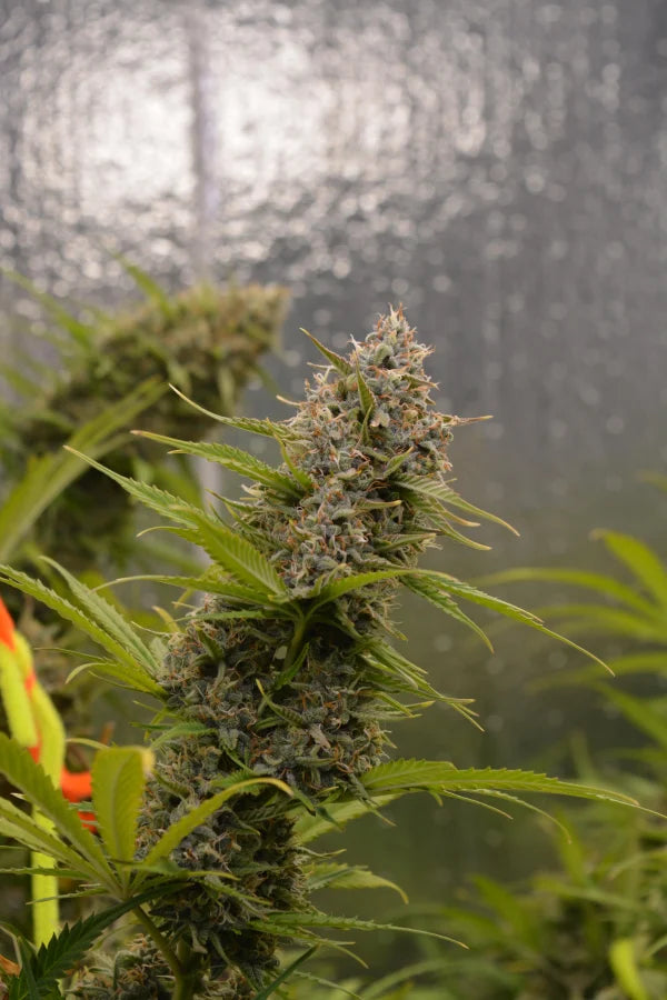 Auto Original Moby Dick (Feminisiert) Fast Buds