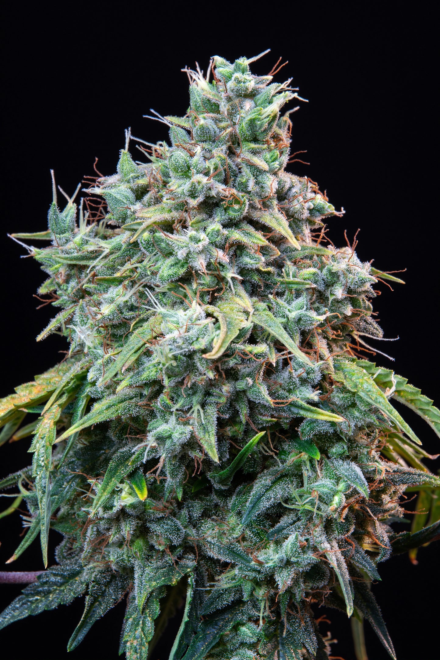 Auto Original Cinderella (Feminisiert) Fast Buds