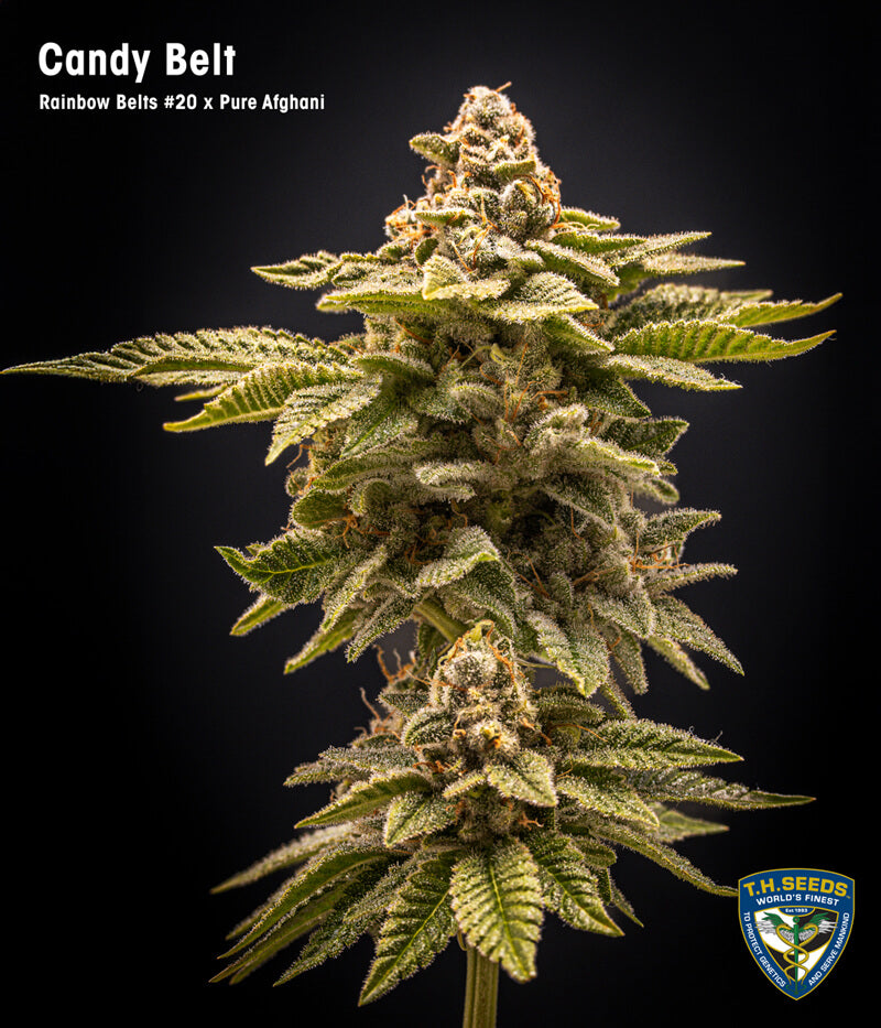 Candy Belt Limited 420 Drop Feminisiert T.H.Seeds™