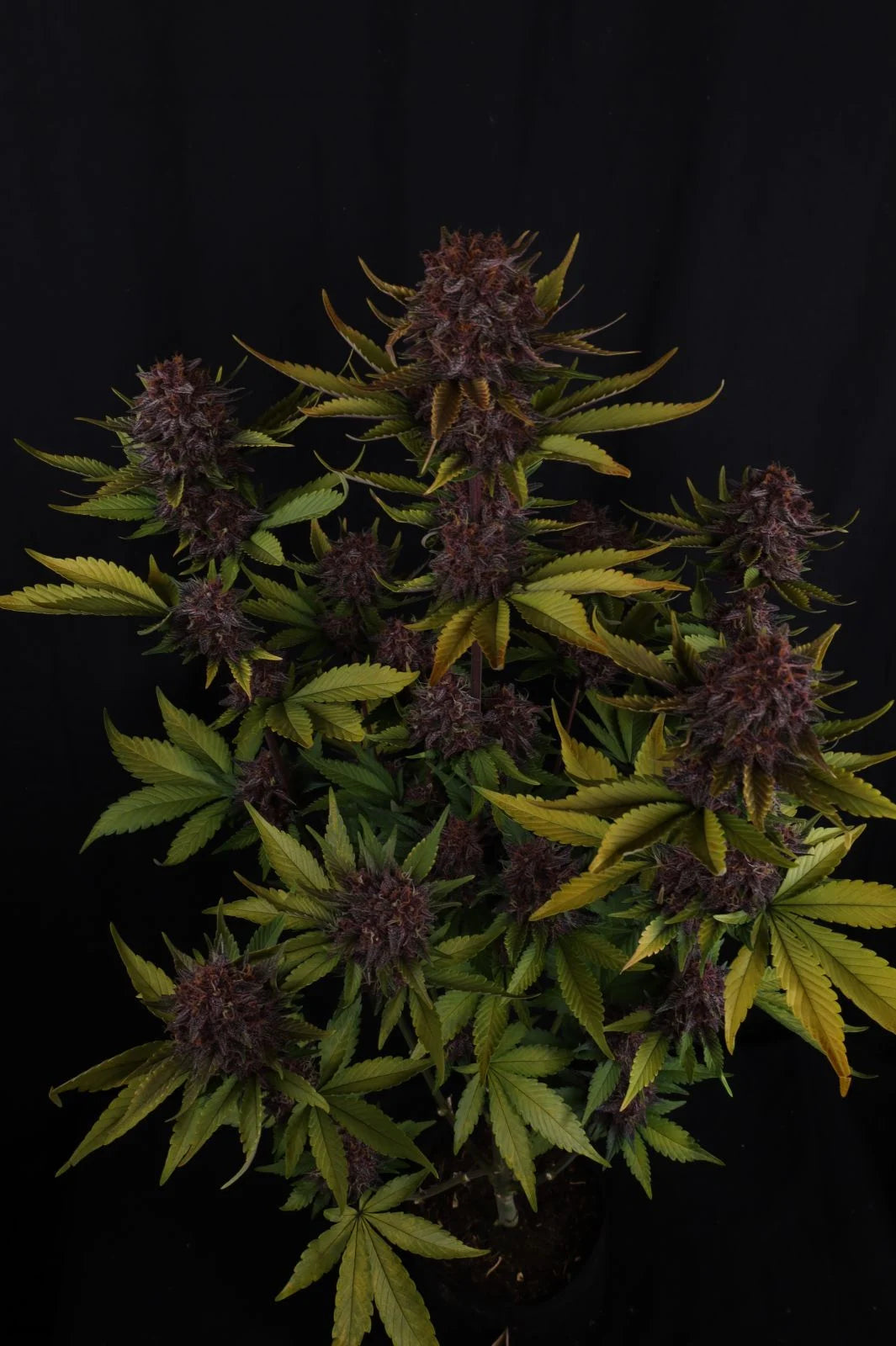 Auto Purple Lemonade RF3™ (Feminisiert) Fast Buds