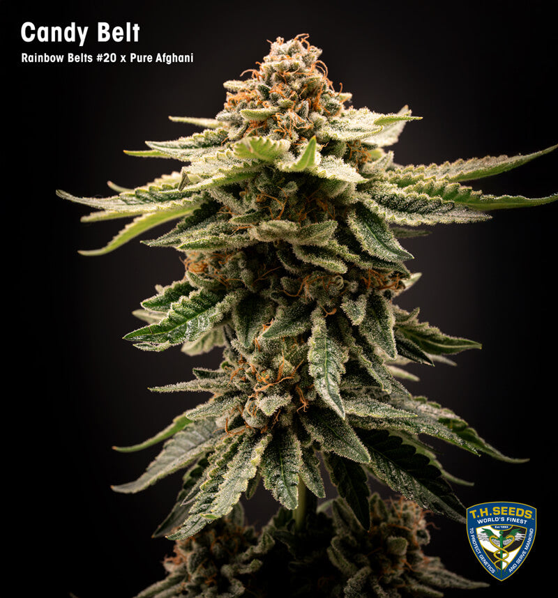 Candy Belt Limited 420 Drop Feminisiert T.H.Seeds™
