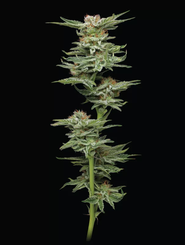 Blueberry Muffin Feminisiert Humboldt Seed Company