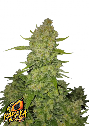 Auto Papaya Cookies™ (Feminisiert) Fast Buds