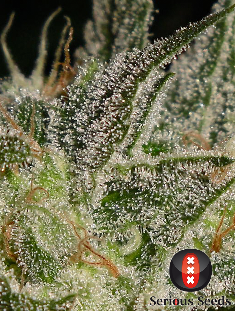 AK-47 Feminisiert Serious Seeds