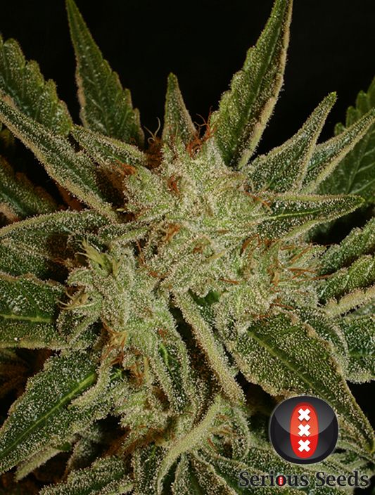 Bubble Gum Feminisiert Serious Seeds