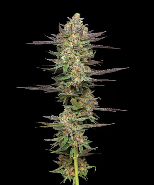 Auto Mint Jelly (Feminisiert) Humboldt Seed Company