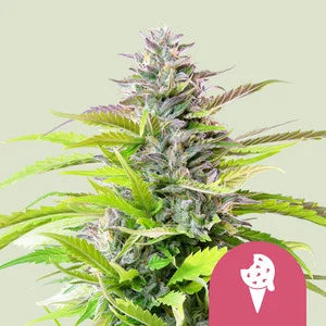 Cookies Gelato Feminisiert Royal Queen Seeds