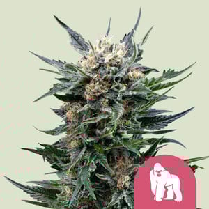 Royal Gorilla Feminisiert Royal Queen Seeds