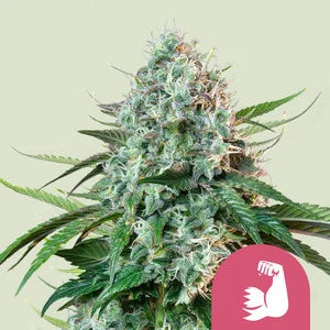 Hulkberry Feminisiert Royal Queen Seeds