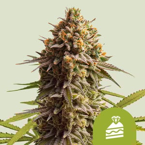 Auto Wedding Cake (Feminisiert) Royal Queen Seeds