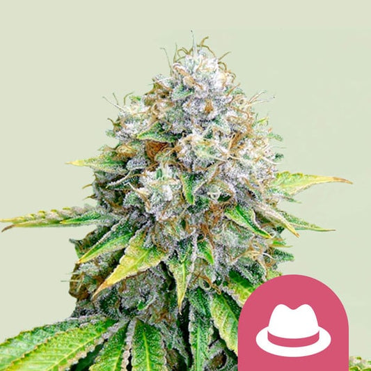 OG Kush Feminisiert Royal Queen Seeds