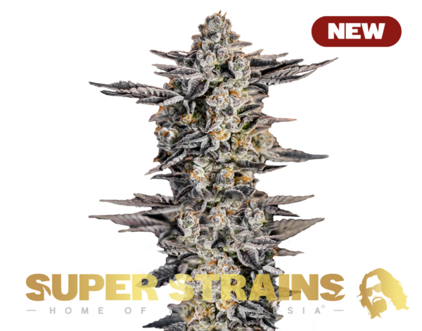 Gelato #33 Feminisiert Super Strains