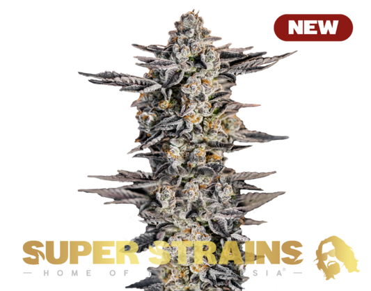 Gelato #33 Feminisiert Super Strains