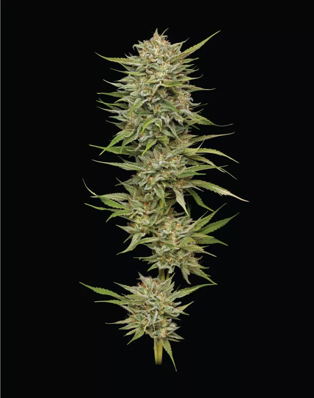 OG Kush Feminisiert Humboldt Seed Company