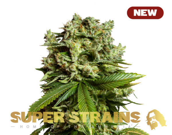 Gorilla Glue #GG4 Feminisiert Super Strains