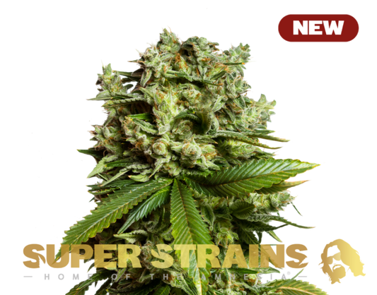 Gorilla Glue #GG4 Feminisiert Super Strains