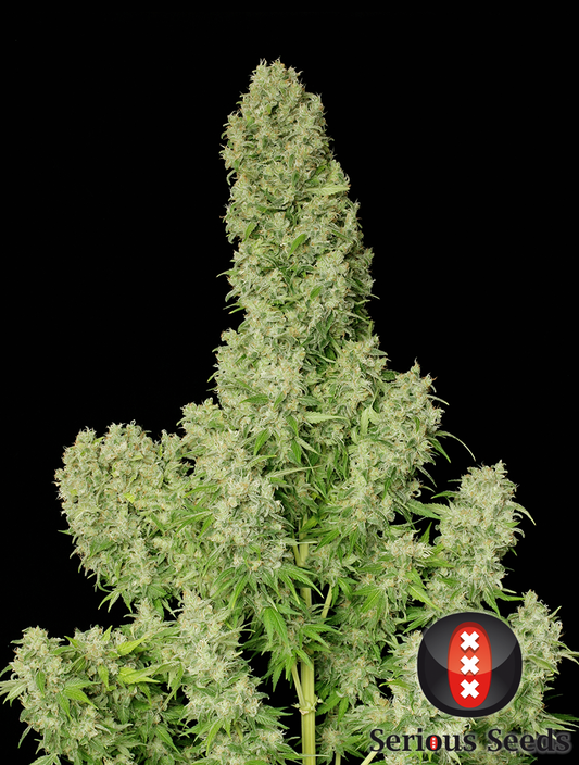 White Russian Feminisiert Serious Seeds