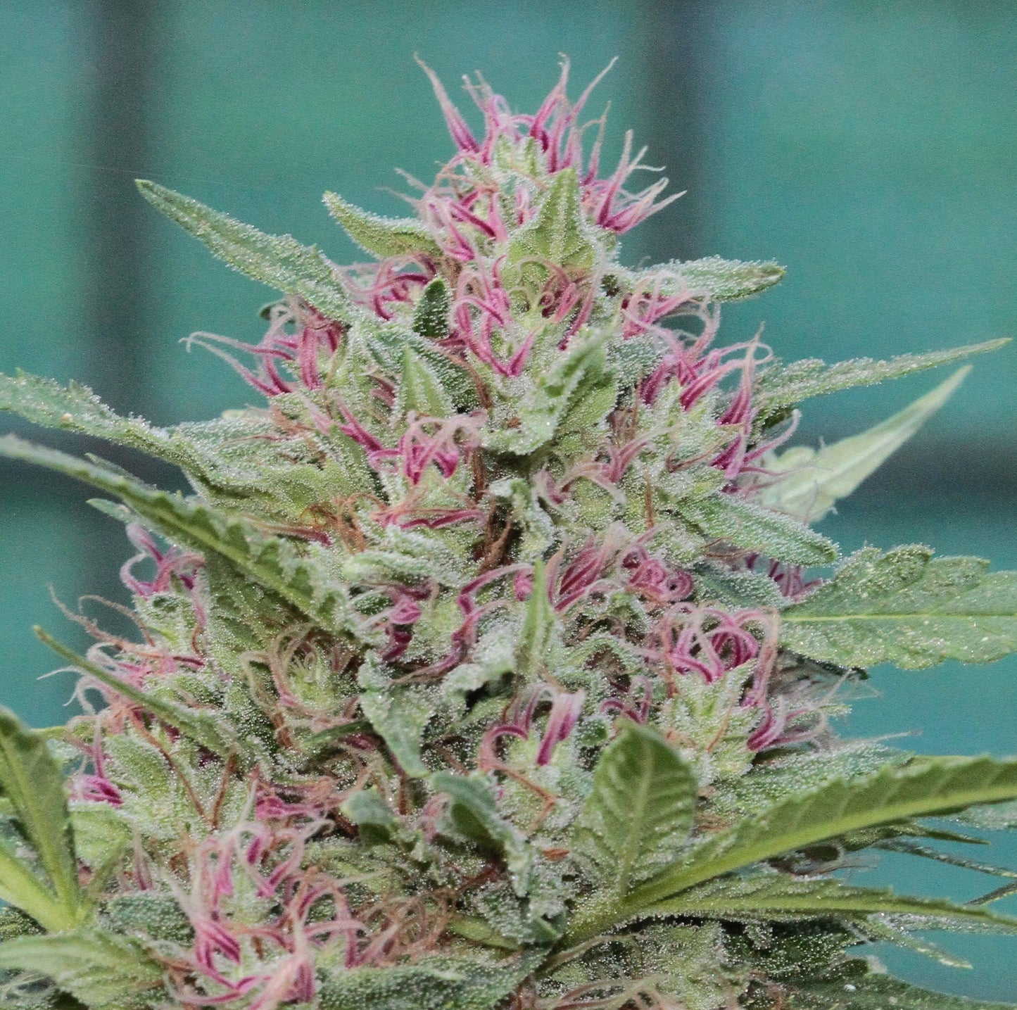 Serious 6 Feminisiert Serious Seeds