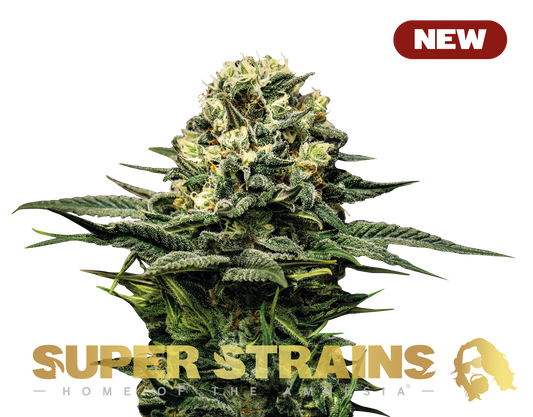 Wedding Cake Feminisiert Super Strains