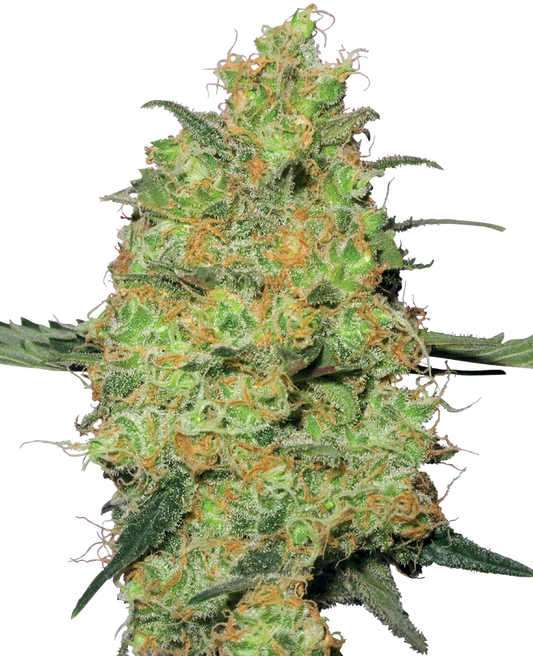 Master Kush Feminisiert Sensi Seeds