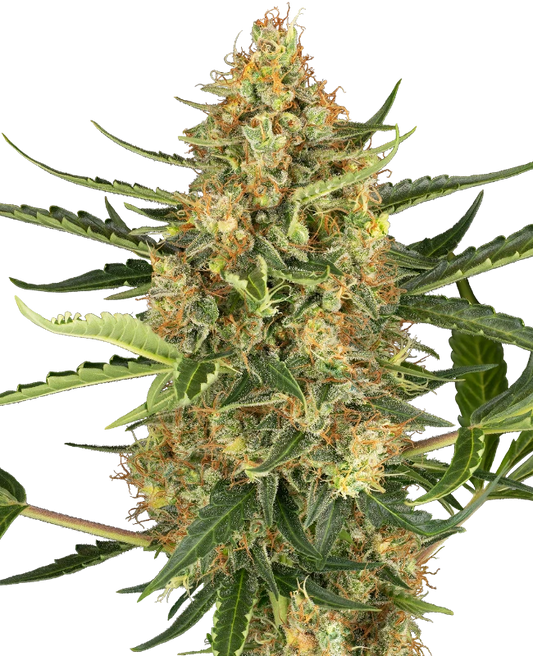 Auto Blueberry Bubblegum (Feminisiert) Sensi Seeds