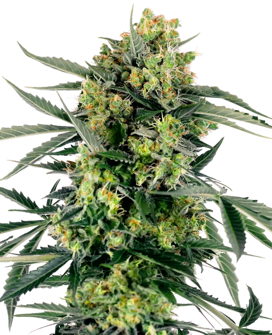 Auto Blueberry Zkittlez (Feminisiert) Sensi Seeds