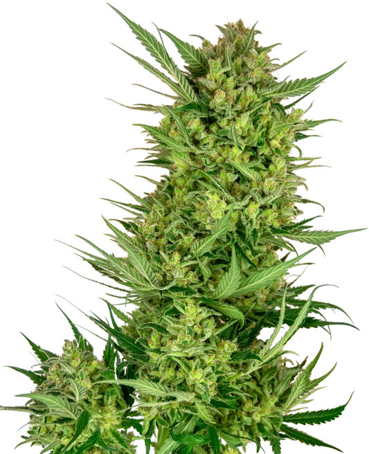 Buttercream Gelato Feminisiert Sensi Seeds