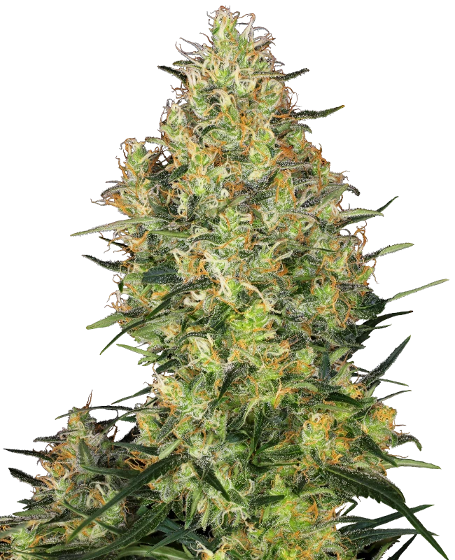Shiva Skunk Feminisiert Sensi Seeds