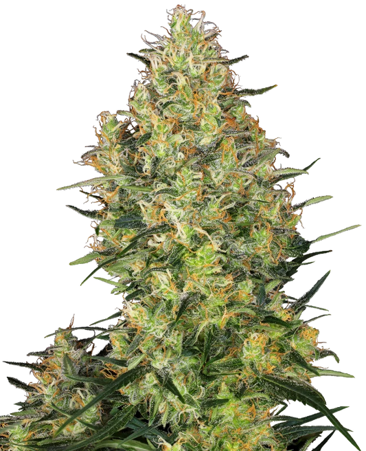 Shiva Skunk Feminisiert Sensi Seeds