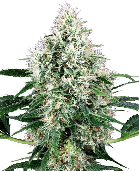 Auto Pure Power Plant (Feminisiert) Sensi Seeds