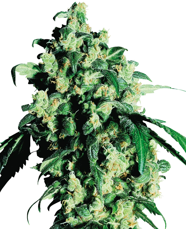Super Skunk Feminisiert Sensi Seeds