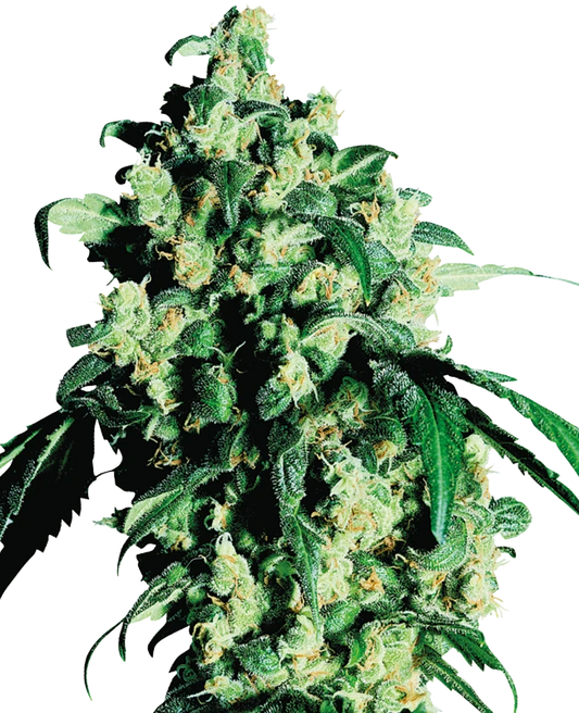 Super Skunk Feminisiert Sensi Seeds