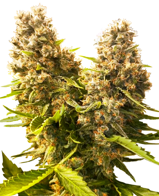 Auto Banana Kush Cake (Feminisiert) Sensi Seeds