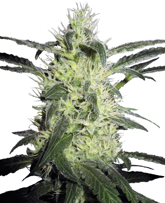 Silver Haze Feminisiert Sensi Seeds