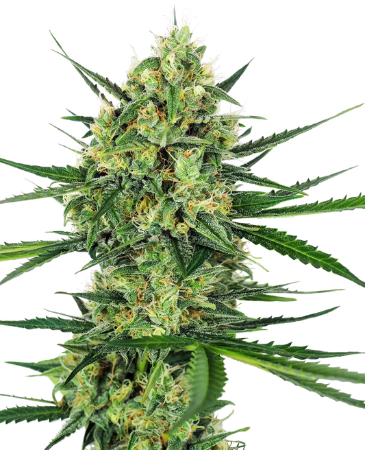 Tangerine Sugar Feminisiert Sensi Seeds