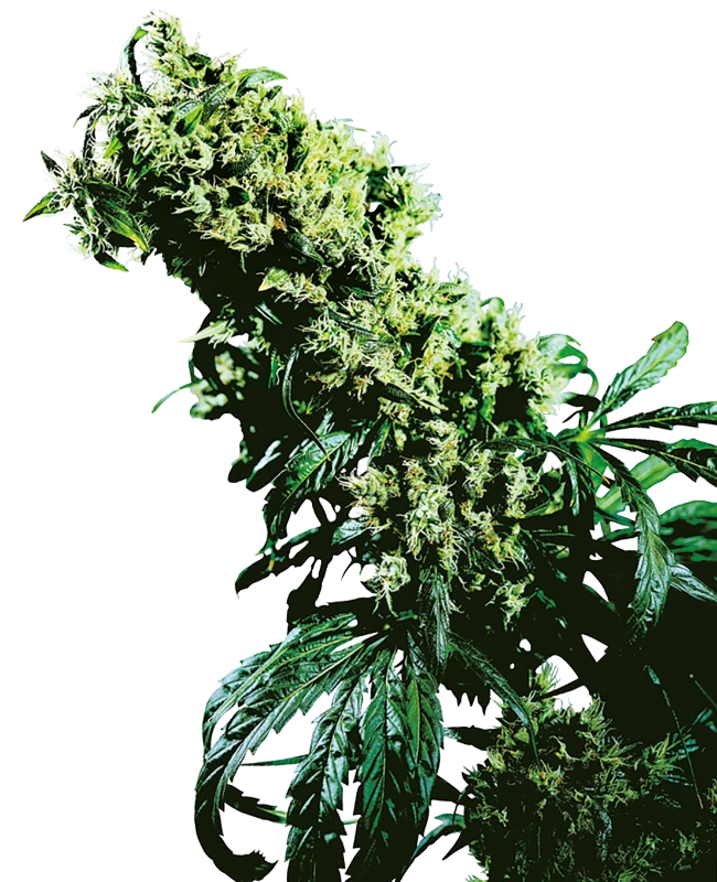 Northern Lights #5 x Haze Feminisiert Sensi Seeds