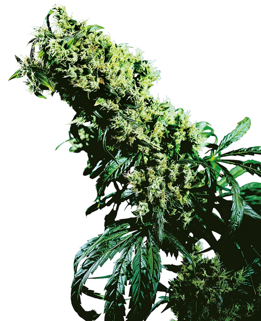 Northern Lights #5 x Haze Feminisiert Sensi Seeds