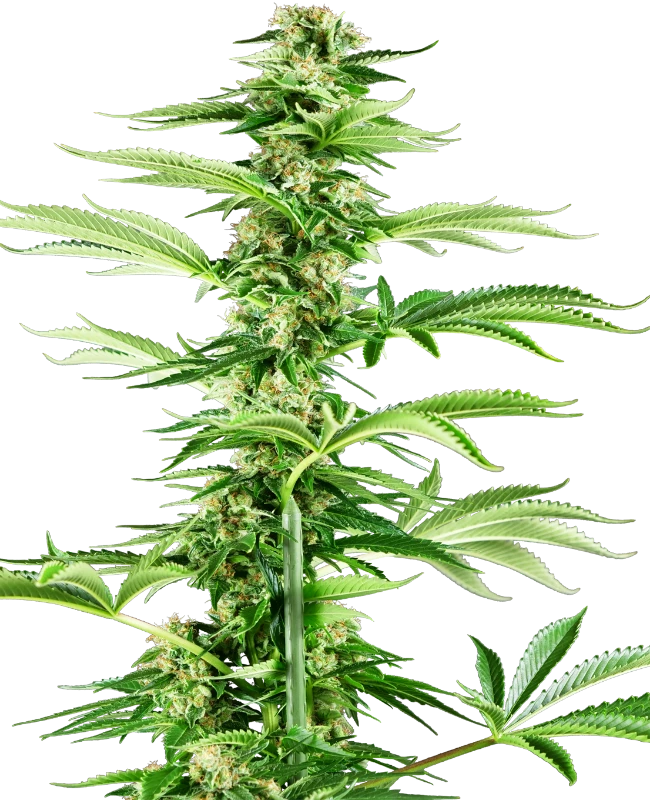 Honey Melon Haze Feminisiert Sensi Seeds