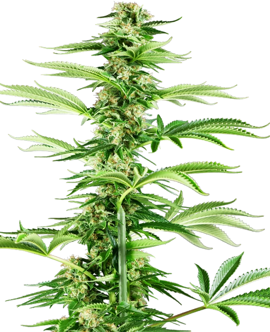 Honey Melon Haze Feminisiert Sensi Seeds